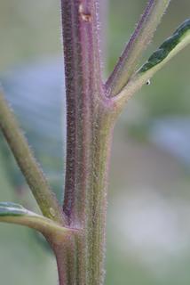 Vernonia gigantea, stem - showing leaf bases