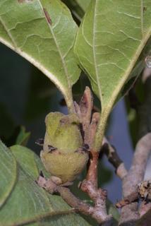Hamamelis virginiana, fruit - lateral or general close-up