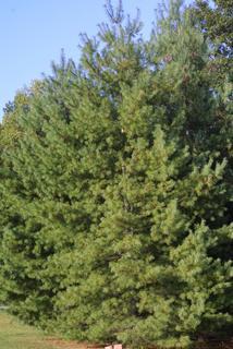 Pinus strobus, whole tree - general