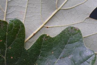 Quercus macrocarpa, leaf - margin of upper + lower surface