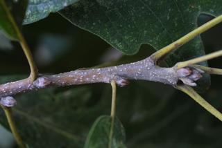 Quercus macrocarpa, twig - orientation of petioles