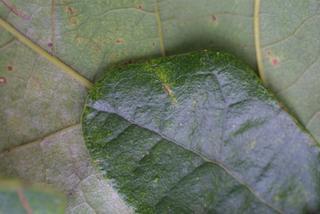 Quercus stellata, leaf - margin of upper + lower surface