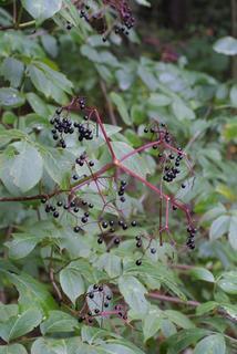 Sambucus nigra, fruit - as borne on the plant