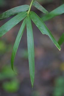 Arundinaria gigantea, leaf - whole upper surface