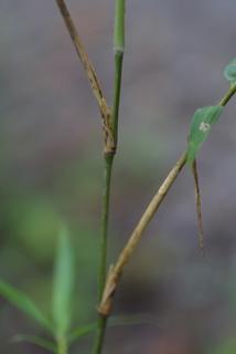 Arundinaria gigantea, twig - orientation of petioles