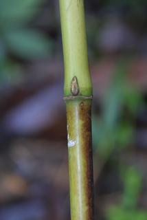 Arundinaria gigantea, twig - orientation of petioles