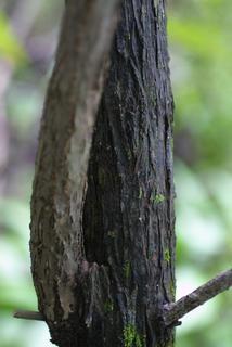 Cephalanthus occidentalis, bark - of a small tree or small branch