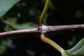 Cephalanthus occidentalis, twig - orientation of petioles