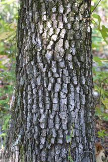 Quercus marilandica, bark - of a large tree