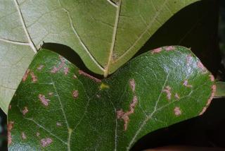 Quercus marilandica, leaf - margin of upper + lower surface