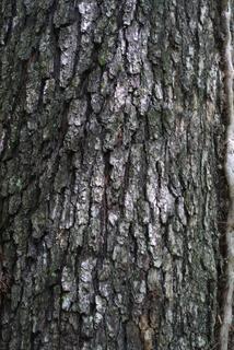 Quercus pagoda, bark - of a large tree