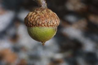 Quercus pagoda, fruit - lateral or general close-up