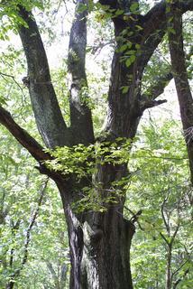 Quercus pagoda, whole tree or vine - general