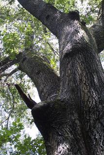 Quercus pagoda, whole tree or vine - view up trunk