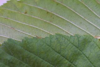Aesculus hippocastanum, leaf - margin of upper + lower surface