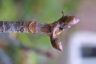 Aesculus hippocastanum, twig - winter overall