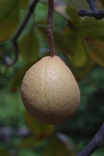 Aesculus pavia, fruit - lateral or general close-up