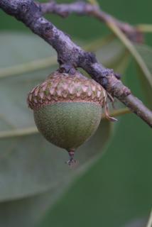 Quercus imbricaria, fruit - lateral or general close-up