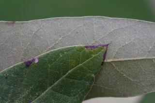 Quercus imbricaria, leaf - margin of upper + lower surface