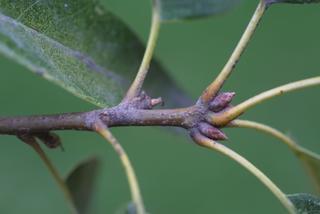 Quercus imbricaria, twig - orientation of petioles