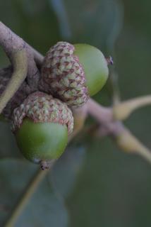 Quercus stellata, fruit - lateral or general close-up