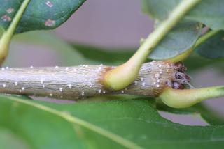 Quercus bicolor, twig - orientation of petioles