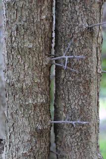 Crataegus phaenopyrum, bark - of a small tree or small branch