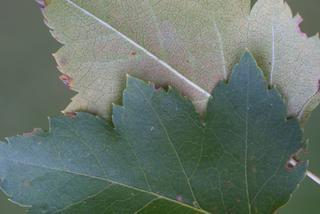 Crataegus phaenopyrum, leaf - margin of upper + lower surface