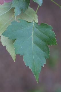 Crataegus phaenopyrum, leaf - whole upper surface