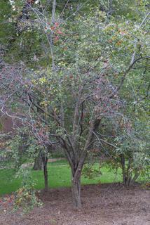 Crataegus phaenopyrum, whole tree or vine - general