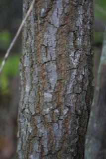 Quercus coccinea, bark - of a medium tree or large branch