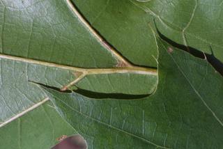 Quercus coccinea, leaf - margin of upper + lower surface