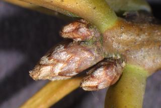 Quercus coccinea, twig - close-up winter terminal bud