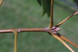Quercus coccinea, twig - orientation of petioles