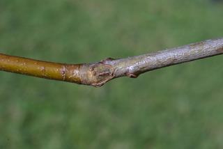 Quercus coccinea, twig - unspecified