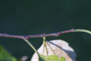 Celtis laevigata, twig - orientation of petioles