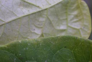 Matelea gonocarpos, leaf - margin of upper + lower surface