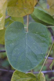 Matelea gonocarpos, leaf - on upper stem