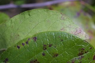 Vaccinium arboreum, leaf - margin of upper + lower surface