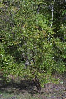 Vaccinium arboreum, whole tree or vine - general