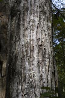 Juglans cinerea, bark - of a large tree
