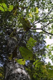 Juglans cinerea, whole tree or vine - view up trunk
