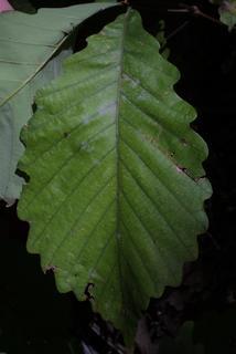 Quercus montana, leaf - whole upper surface