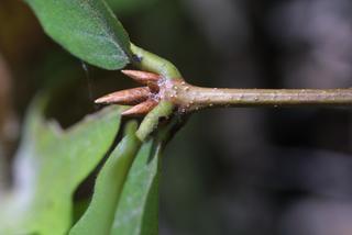Quercus montana, twig - orientation of petioles