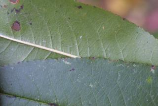 Prunus persica, leaf - margin of upper + lower surface