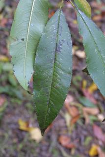 Prunus persica, leaf - whole upper surface
