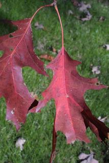 Quercus coccinea, leaf - whole upper surface