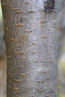 Prunus persica, bark - of a small tree or small branch