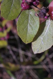 Symphoricarpos orbiculatus, leaf - whole upper surface