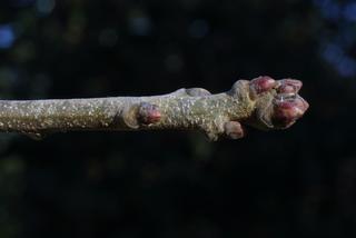 Quercus stellata, twig - winter overall